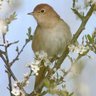 Persian Nightingale
