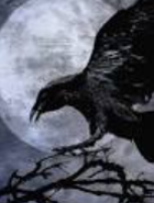 King Crow