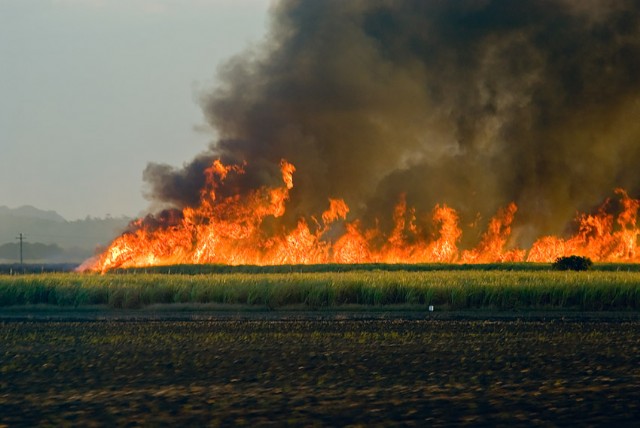 Zz Sweetener Industries Killing Animals