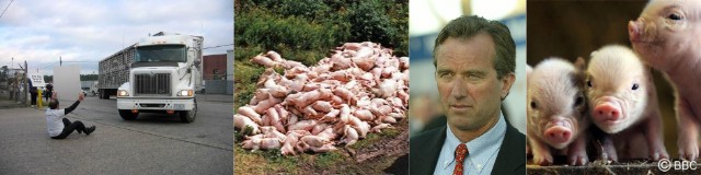 Chinese, Danish, And Perhaps Smithfield Pig Flesh Contain Superbug Antibiotic Resistant