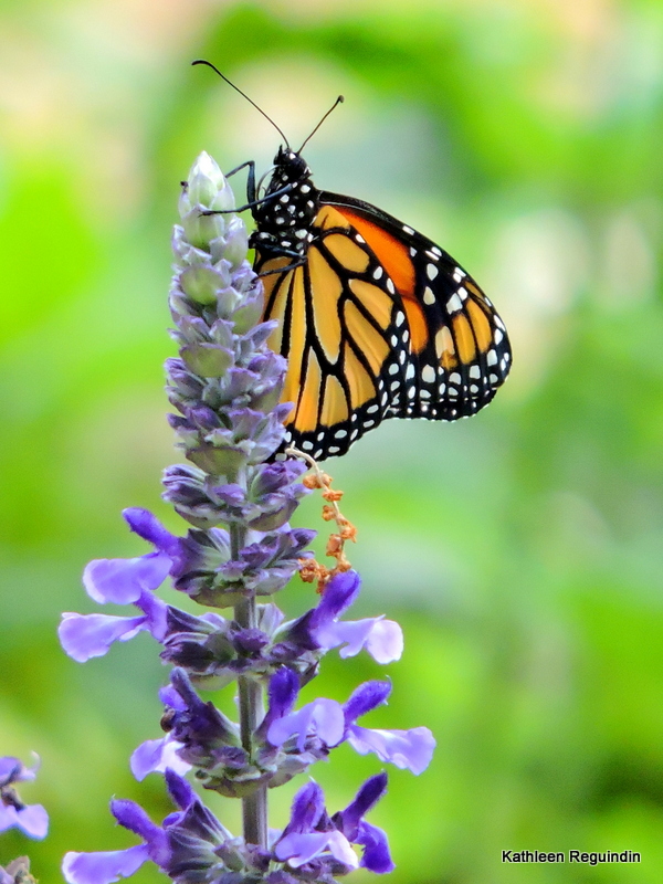 The Beautiful Monarch