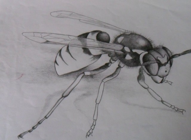 La Avispa