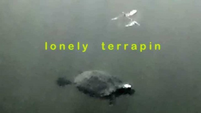 Lonely Terrapin