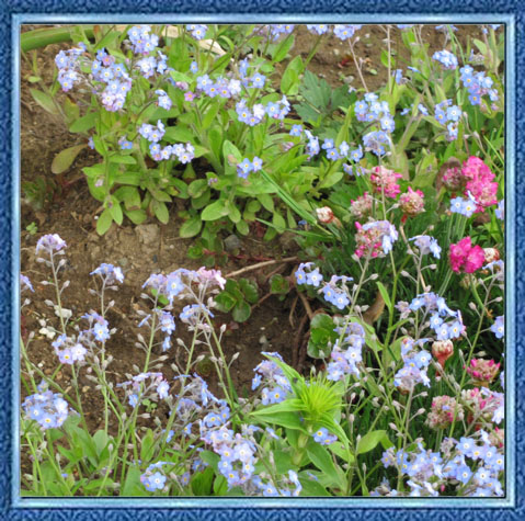 I Love Forget-Me-Nots