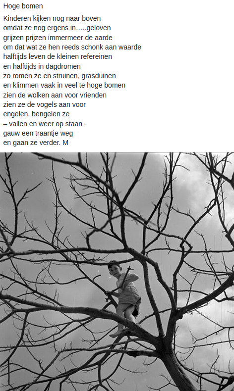 Hoge Bomen