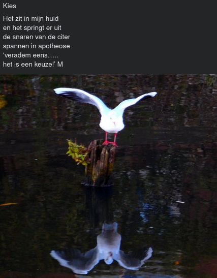 Kies