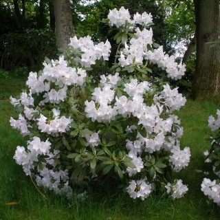 Rhododendron