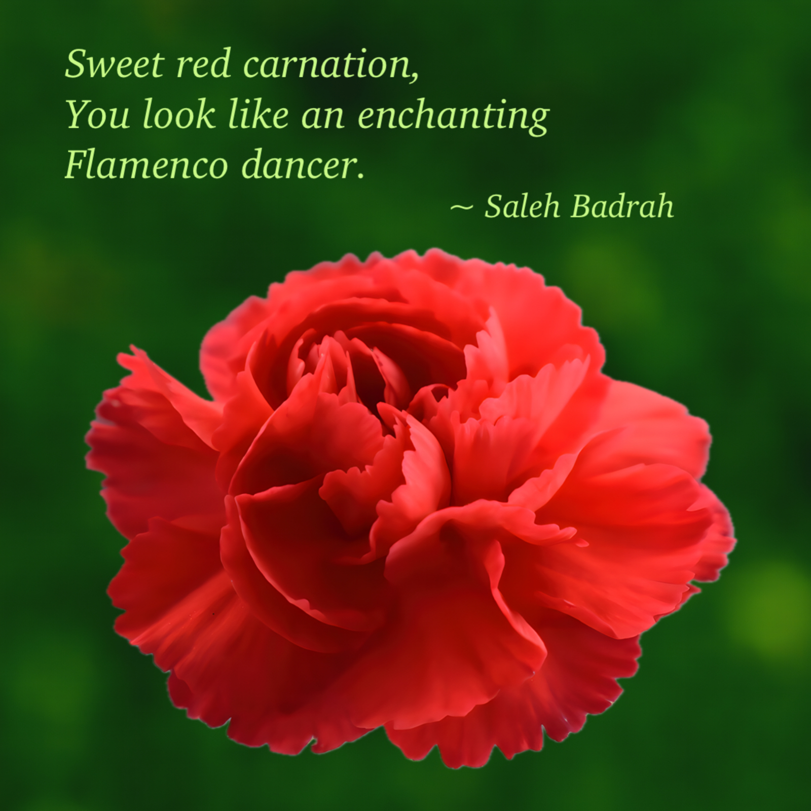 Sweet Red Carnation