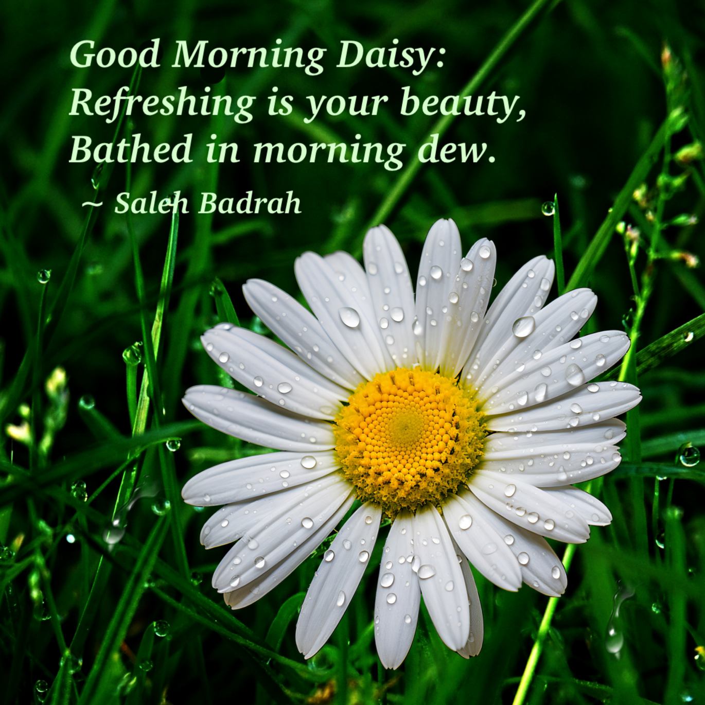 Good Morning Daisy