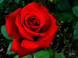 My Precious Rose