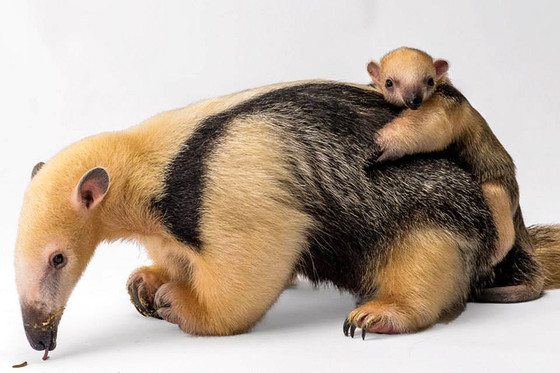 Baby Anteater