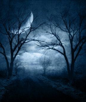 Moonlit Paths