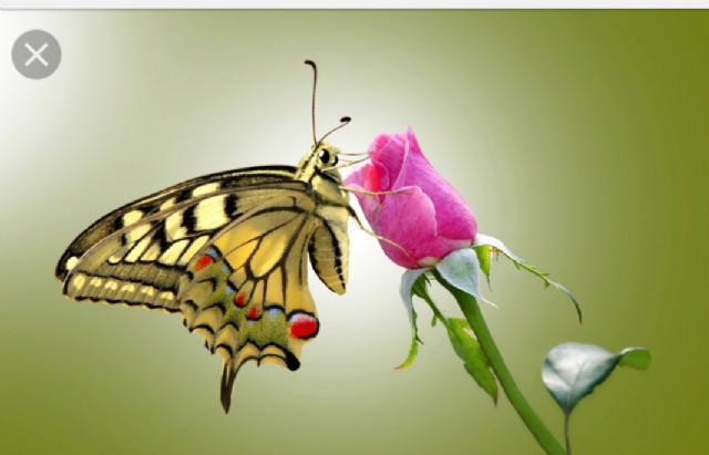 Butterfly In Rose Garden
