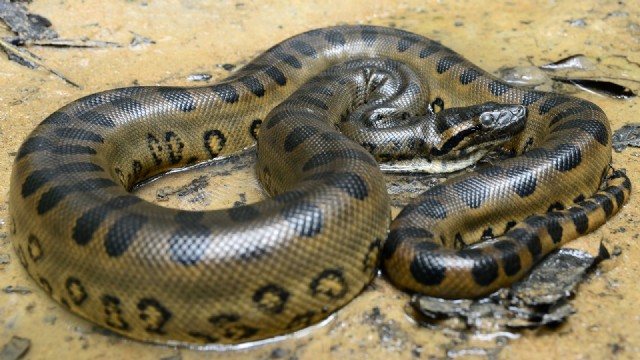 Square Poems 06: Anaconda Acrostic