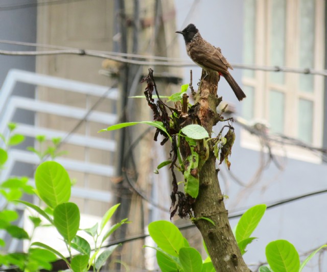 The Ornate Glass Palace.