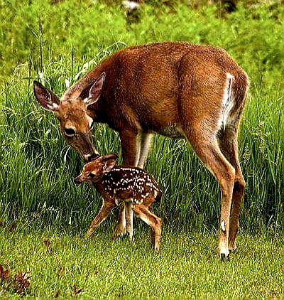 Nature 10 - The Animals Protect Their Young Ones