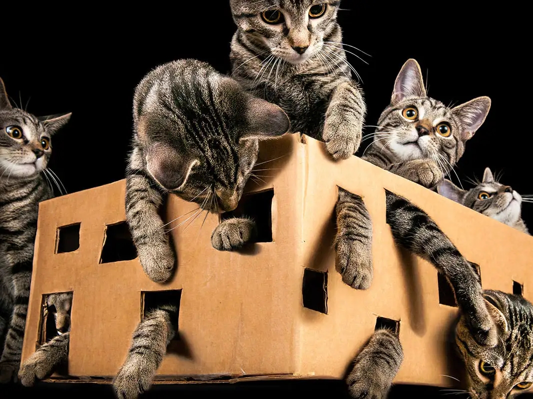 I'm Sick Of Schroedinger's Cat!