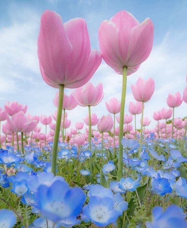 The Relieving Beauty!