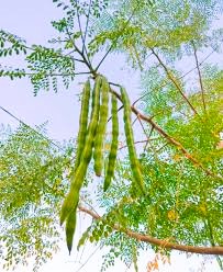 Tree 12 -The Moringa Tree