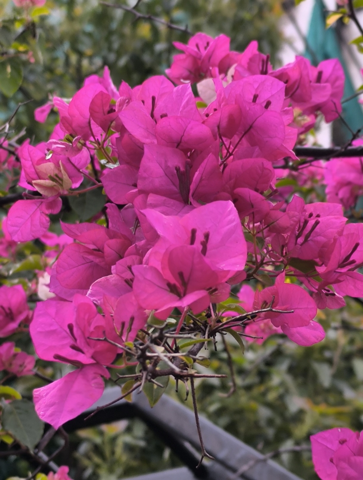 Bougainvillea