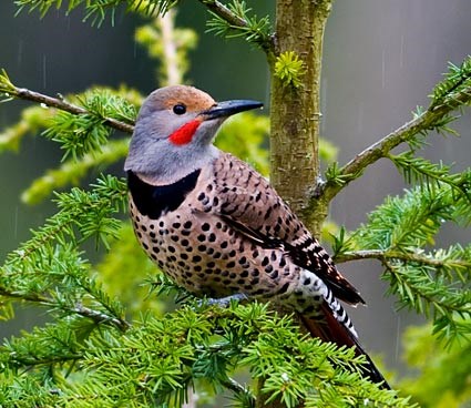 Flicker Woodpecker