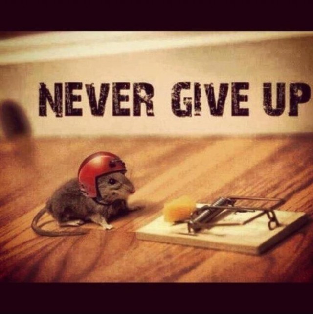 Never Give Up..