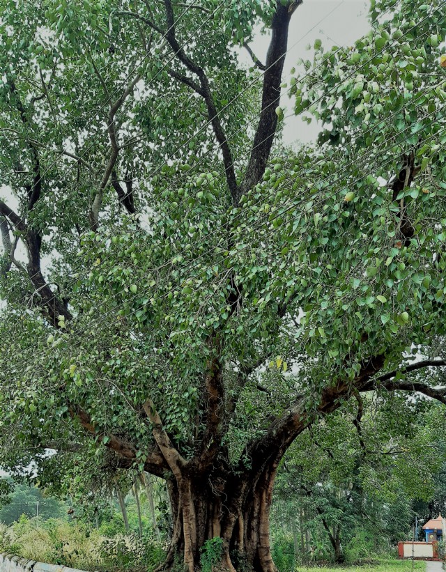 Tree 8 - Peepal - The Tree Of Life