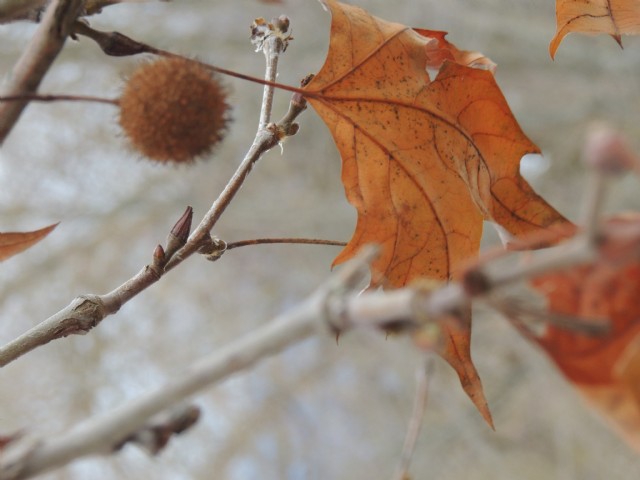 Autumn Leaves - In Spring ((Haiku)