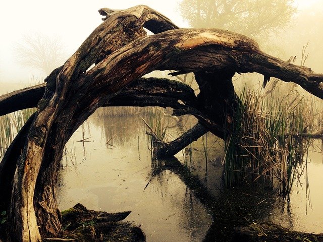 Swamp