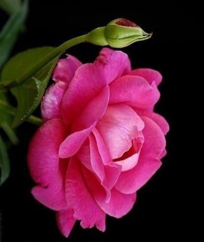 Rose 2 - The Rosy Pink Rose