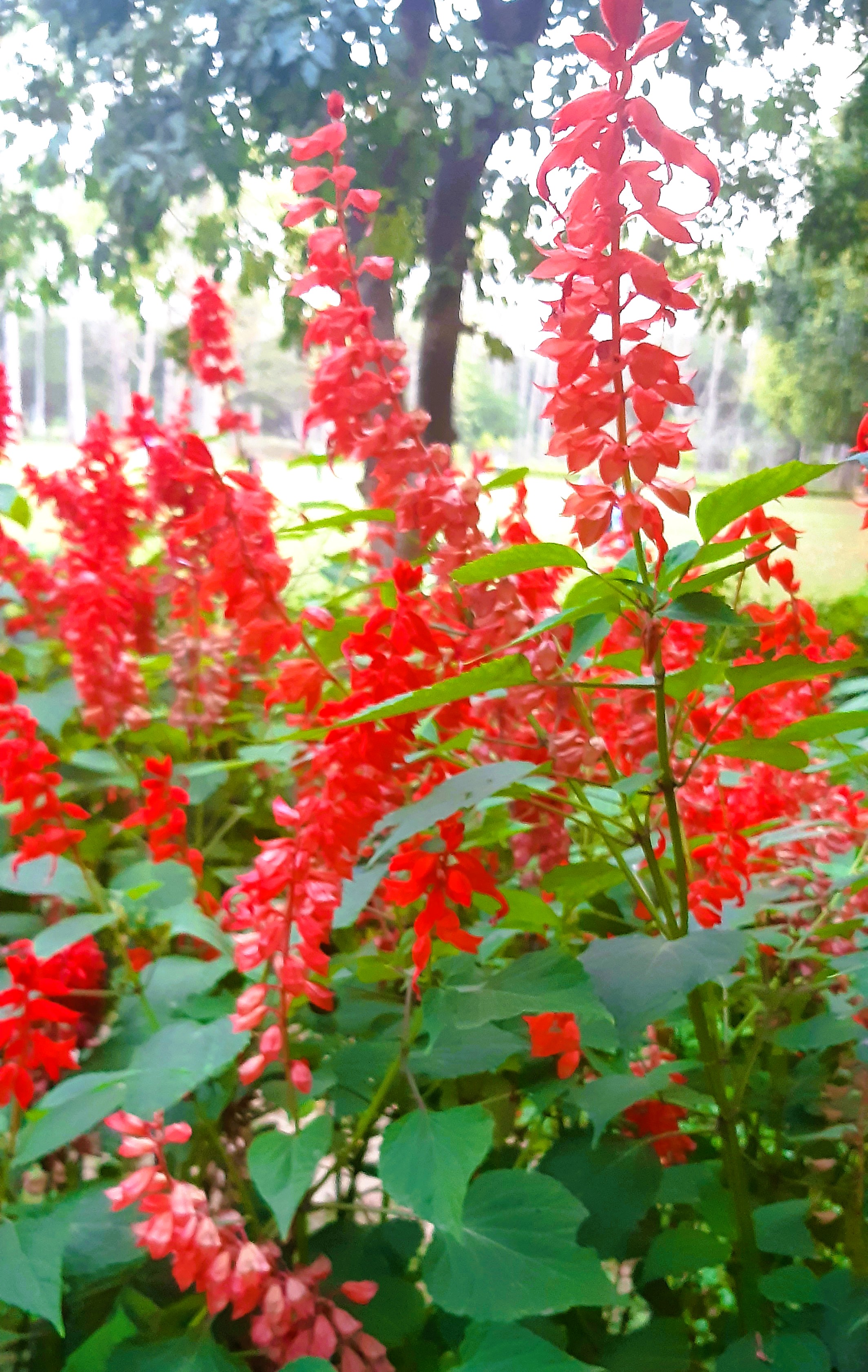 Dance 7 - Dance Like Salvia Splendens
