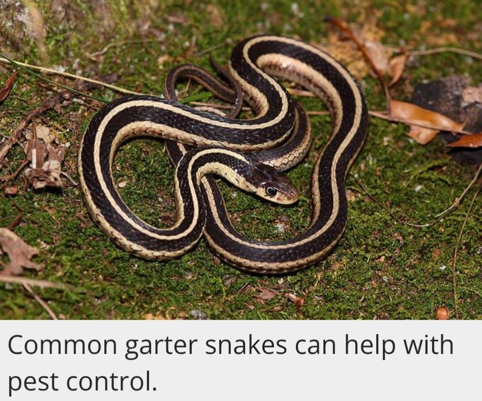 Garter Snake, My New Friend In The Backyard