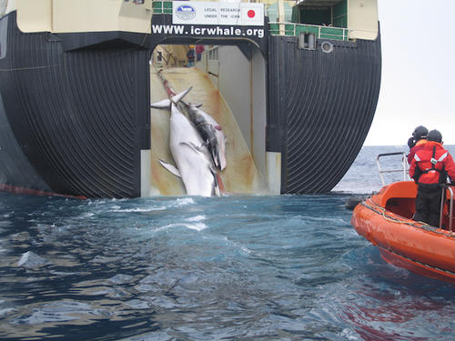 Whales Endangerd By Japan