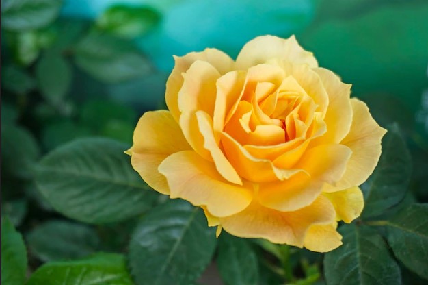 Deseos De Estar Junto A Ti