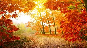 Out Amongst Autumn Trees...