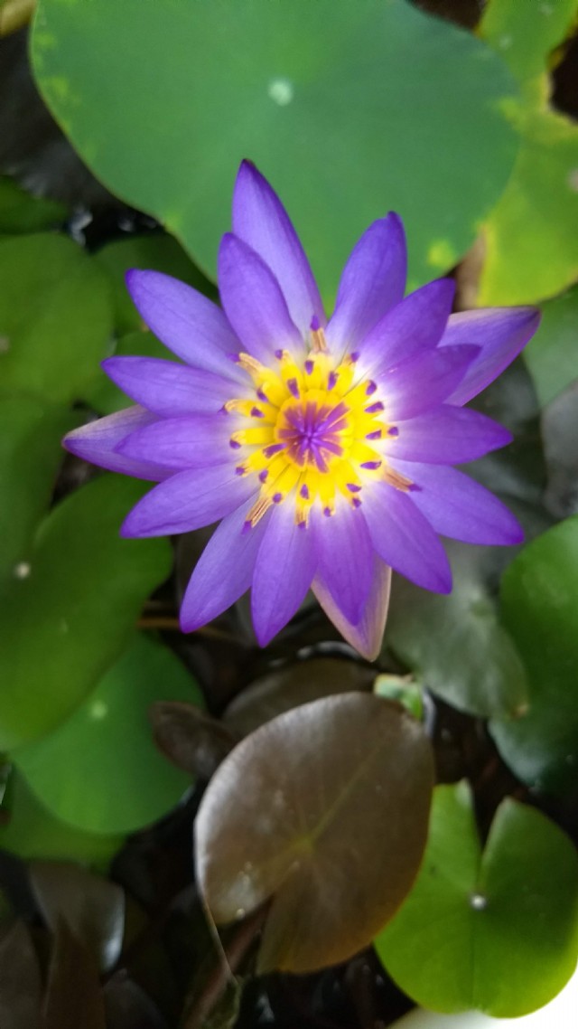 A Purple Lily.