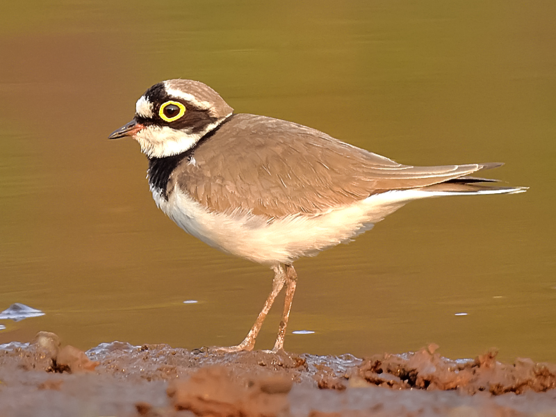 That Little Ringed Plover