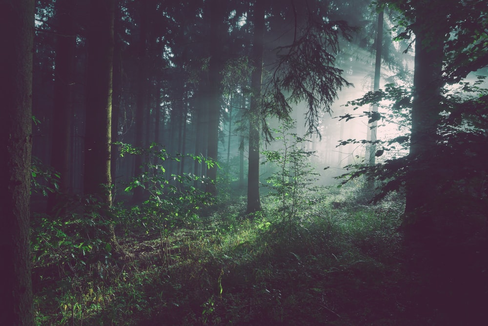 Forest Of Life