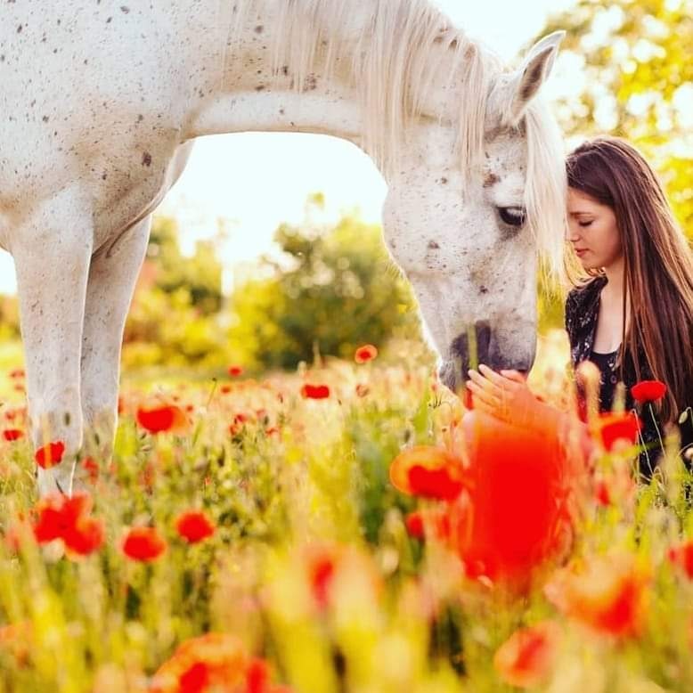 Wild Horses And Red Poppies