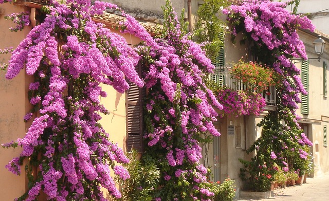 Bougainvillea Bedazzle