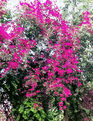 Flower 7- The Beaming Bougainvillea