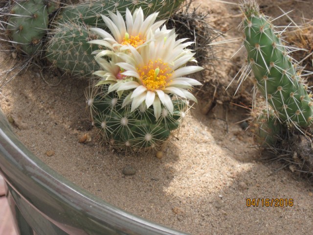 Little Barrel Cactus