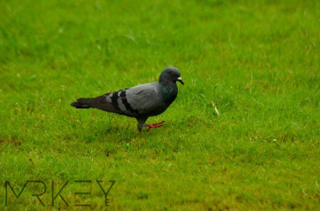 Haiku Of Pigeon On Grass