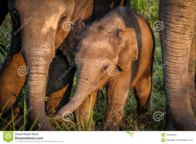 The Baby Elephant