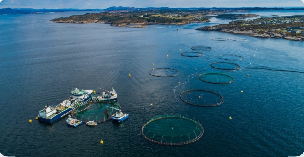 Fish Farms