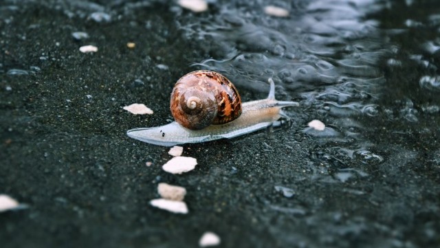 A Tale Of  A Snail