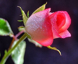 A Poem Is Like A Rose  (Rictameter)