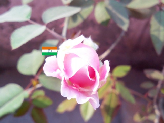 ਅਮ੍ਰੀਤ੍ਵਾਨੀ