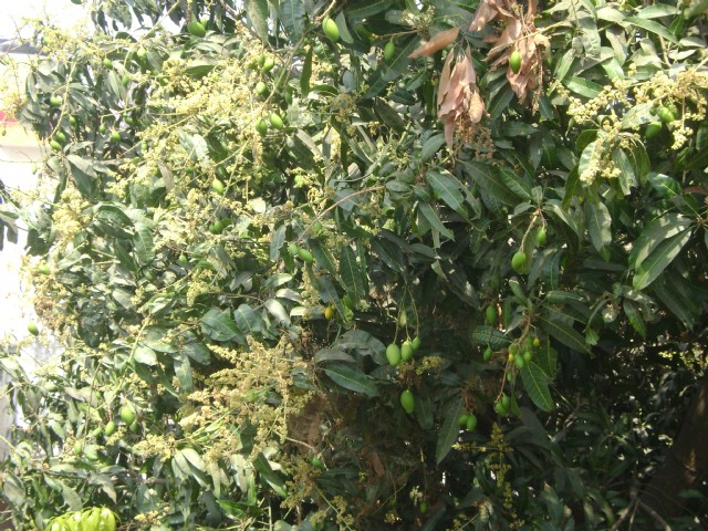Mango Flowers Of Spring
