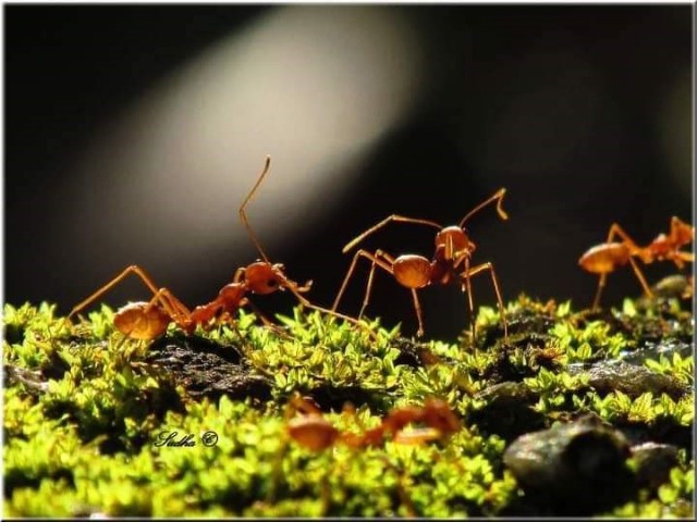 Interesting Insects 5 - The Amazing Ants